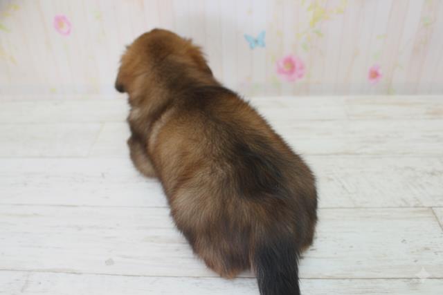 北海道のミニチュアダックスフンド(ロング) (Coo&RIKU札幌西店/2025年10月5日生まれ/女の子/シェーデットレッド)の子犬の4枚目の画像