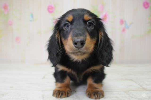 北海道のミニチュアダックスフンド(ロング) (Coo&RIKU函館店/2025年10月5日生まれ/女の子/ブラックタン)の子犬の1枚目の画像