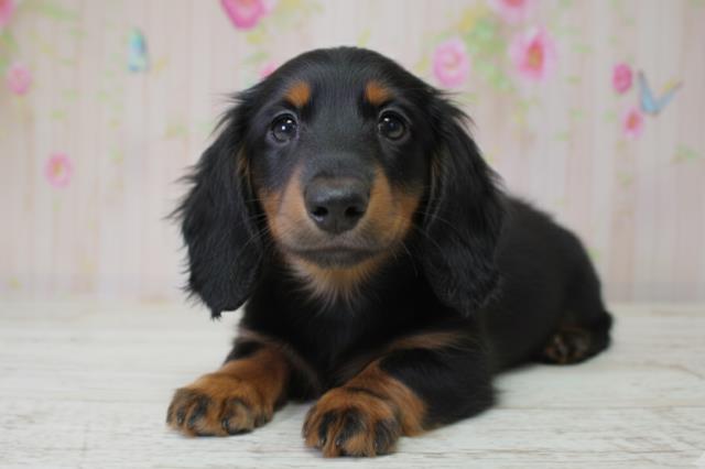 北海道のミニチュアダックスフンド(ロング) (Coo&RIKU函館店/2025年10月5日生まれ/女の子/ブラックタン)の子犬の2枚目の画像