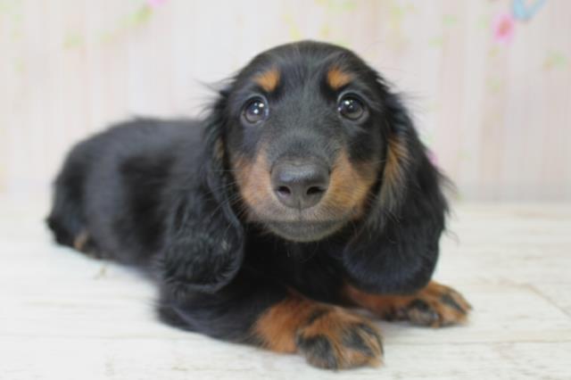 北海道のミニチュアダックスフンド(ロング) (Coo&RIKU函館店/2025年10月5日生まれ/女の子/ブラックタン)の子犬の3枚目の画像