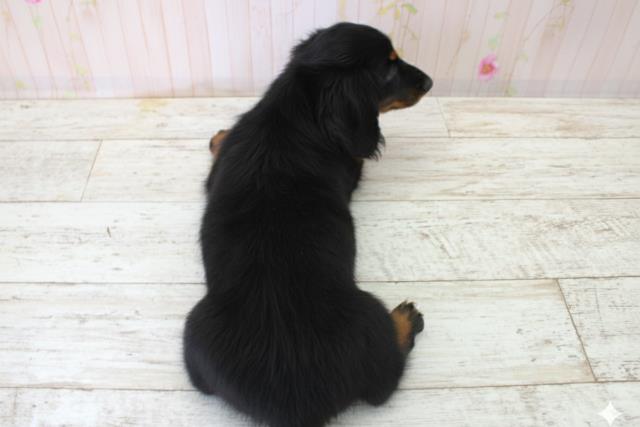 北海道のミニチュアダックスフンド(ロング) (Coo&RIKU函館店/2025年10月5日生まれ/女の子/ブラックタン)の子犬の4枚目の画像