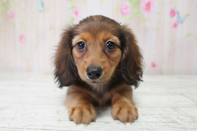 北海道のミニチュアダックスフンド(ロング) (Coo&RIKU旭川店/2025年10月5日生まれ/女の子/シェーデットレッド)の子犬の1枚目の画像