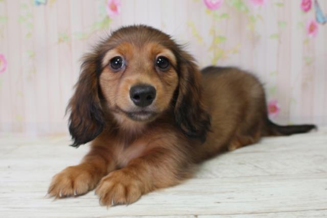 北海道のミニチュアダックスフンド(ロング) (Coo&RIKU旭川店/2025年10月5日生まれ/女の子/シェーデットレッド)の子犬の2枚目の画像