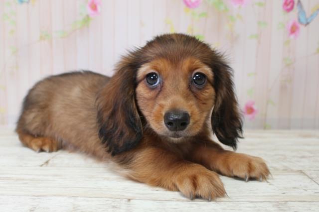 北海道のミニチュアダックスフンド(ロング) (Coo&RIKU旭川店/2025年10月5日生まれ/女の子/シェーデットレッド)の子犬の3枚目の画像