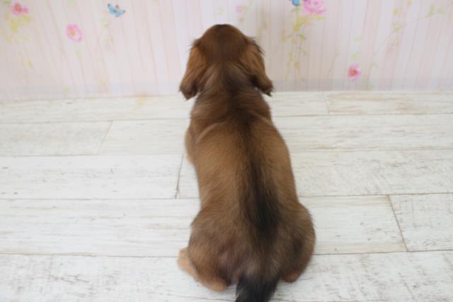 北海道のミニチュアダックスフンド(ロング) (Coo&RIKU旭川店/2025年10月5日生まれ/女の子/シェーデットレッド)の子犬の4枚目の画像