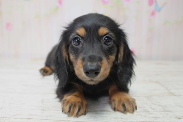 北海道のミニチュアダックスフンド(ロング) (Coo&RIKU釧路店/2025年10月5日生まれ/女の子/ブラックタン)の子犬の1枚目の画像