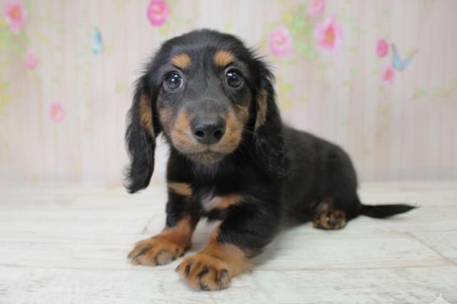 北海道のミニチュアダックスフンド(ロング) (Coo&RIKU釧路店/2025年10月5日生まれ/女の子/ブラックタン)の子犬の2枚目の画像