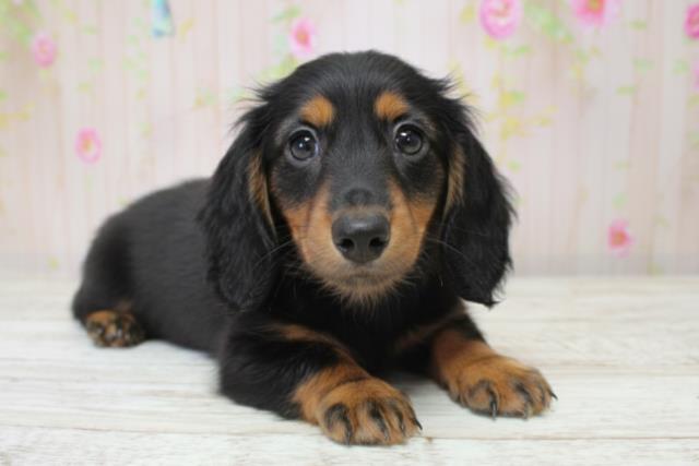 北海道のミニチュアダックスフンド(ロング) (Coo&RIKU釧路店/2025年10月5日生まれ/女の子/ブラックタン)の子犬の3枚目の画像