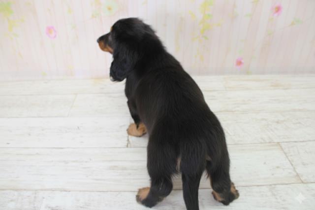 北海道のミニチュアダックスフンド(ロング) (Coo&RIKU釧路店/2025年10月5日生まれ/女の子/ブラックタン)の子犬の4枚目の画像