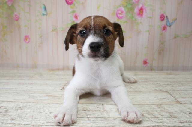 北海道のジャックラッセルテリア (Coo&RIKU札幌西店/2025年10月3日生まれ/男の子/タンホワイト)の子犬の1枚目の画像