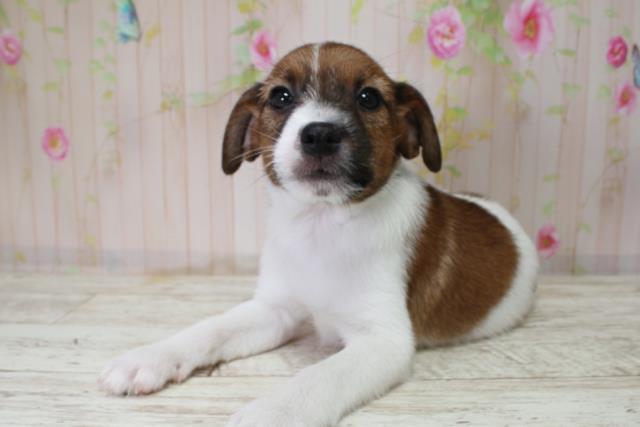 北海道のジャックラッセルテリア (Coo&RIKU札幌西店/2025年10月3日生まれ/男の子/タンホワイト)の子犬の2枚目の画像