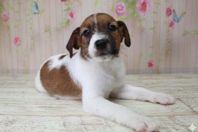 北海道のジャックラッセルテリア (Coo&RIKU札幌西店/2025年10月3日生まれ/男の子/タンホワイト)の子犬の3枚目の画像