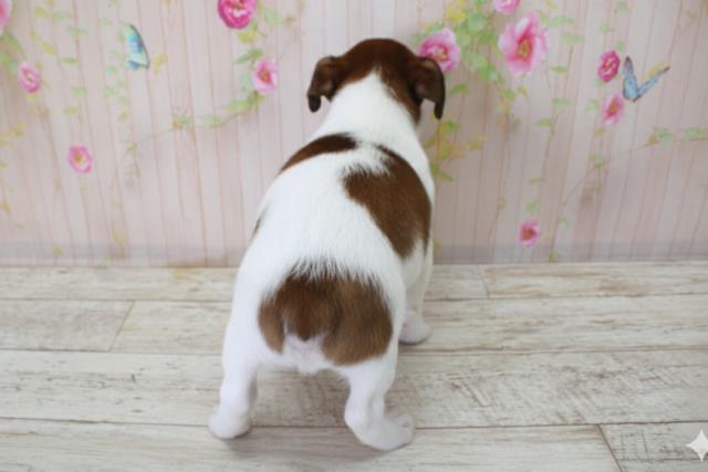 北海道のジャックラッセルテリア (Coo&RIKU札幌西店/2025年10月3日生まれ/男の子/タンホワイト)の子犬の4枚目の画像