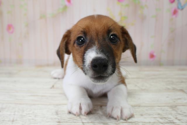 新潟県のジャックラッセルテリア (Coo&RIKU新潟東店/2025年10月3日生まれ/男の子/タンホワイト)の子犬
