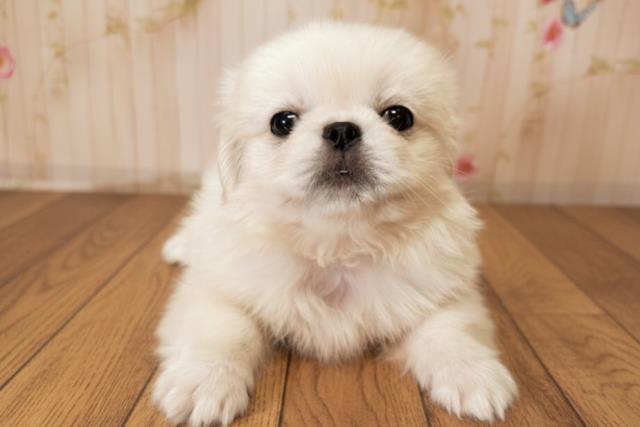 北海道のペキニーズ (Coo&RIKU札幌西店/2025年10月3日生まれ/男の子/ホワイト)の子犬の1枚目の画像