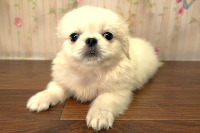 北海道のペキニーズ (Coo&RIKU札幌西店/2025年10月3日生まれ/男の子/ホワイト)の子犬の2枚目の画像