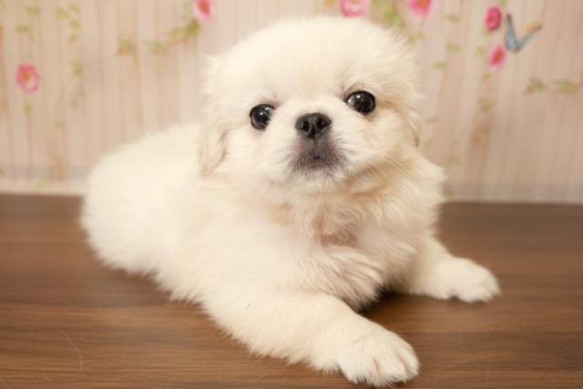 北海道のペキニーズ (Coo&RIKU札幌西店/2025年10月3日生まれ/男の子/ホワイト)の子犬の3枚目の画像