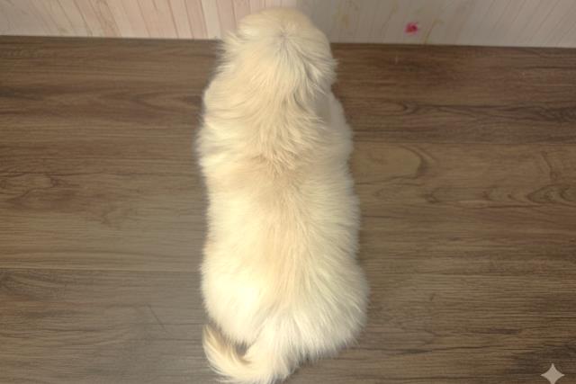 北海道のペキニーズ (Coo&RIKU札幌西店/2025年10月3日生まれ/男の子/ホワイト)の子犬の4枚目の画像