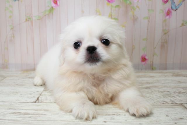 北海道のペキニーズ (Coo&RIKU函館店/2025年10月3日生まれ/男の子/ホワイト)の子犬の1枚目の画像