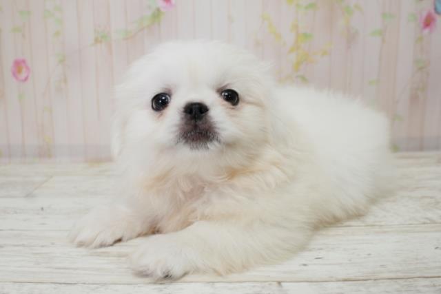 北海道のペキニーズ (Coo&RIKU函館店/2025年10月3日生まれ/男の子/ホワイト)の子犬の2枚目の画像