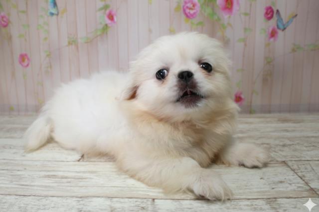 北海道のペキニーズ (Coo&RIKU函館店/2025年10月3日生まれ/男の子/ホワイト)の子犬の3枚目の画像