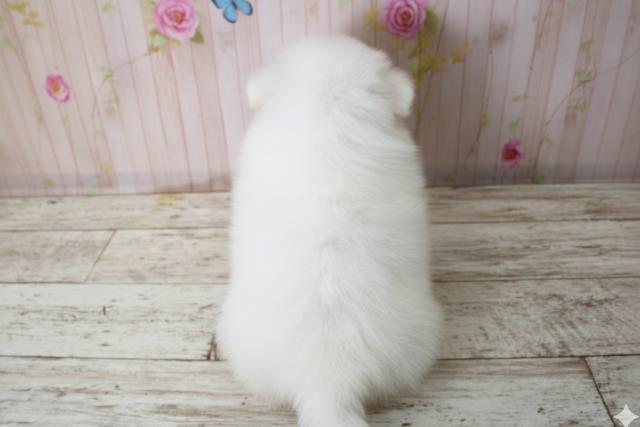 北海道のペキニーズ (Coo&RIKU函館店/2025年10月3日生まれ/男の子/ホワイト)の子犬の4枚目の画像