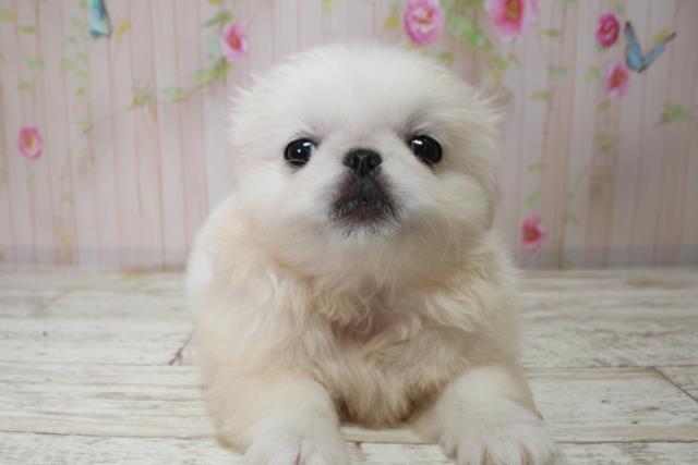 北海道のペキニーズ (Coo&RIKU旭川店/2025年10月3日生まれ/男の子/ホワイト)の子犬の1枚目の画像
