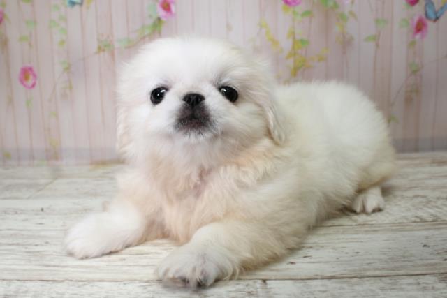 北海道のペキニーズ (Coo&RIKU旭川店/2025年10月3日生まれ/男の子/ホワイト)の子犬の2枚目の画像