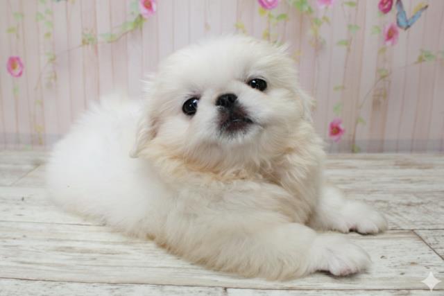 北海道のペキニーズ (Coo&RIKU旭川店/2025年10月3日生まれ/男の子/ホワイト)の子犬の3枚目の画像