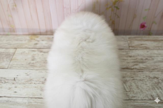 北海道のペキニーズ (Coo&RIKU旭川店/2025年10月3日生まれ/男の子/ホワイト)の子犬の4枚目の画像