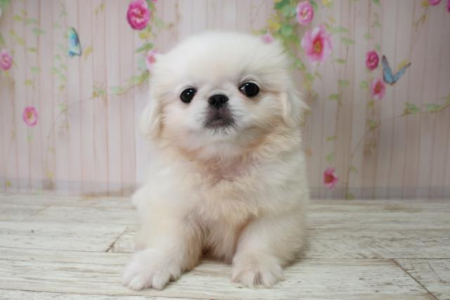 北海道のペキニーズ (Coo&RIKU札幌東店/2025年10月3日生まれ/男の子/ホワイト)の子犬の1枚目の画像