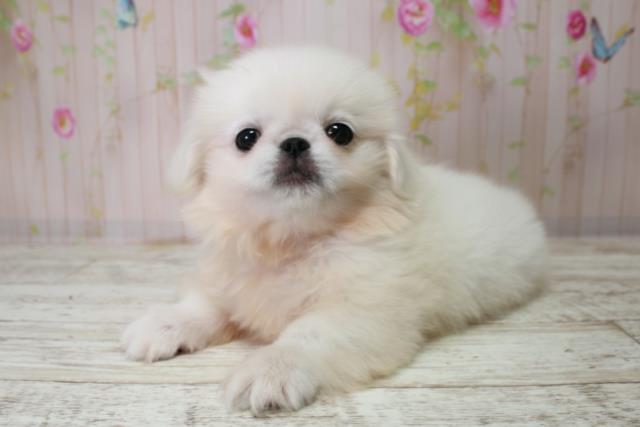 北海道のペキニーズ (Coo&RIKU札幌東店/2025年10月3日生まれ/男の子/ホワイト)の子犬の2枚目の画像