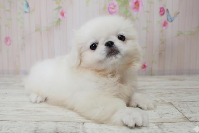 北海道のペキニーズ (Coo&RIKU札幌東店/2025年10月3日生まれ/男の子/ホワイト)の子犬の3枚目の画像