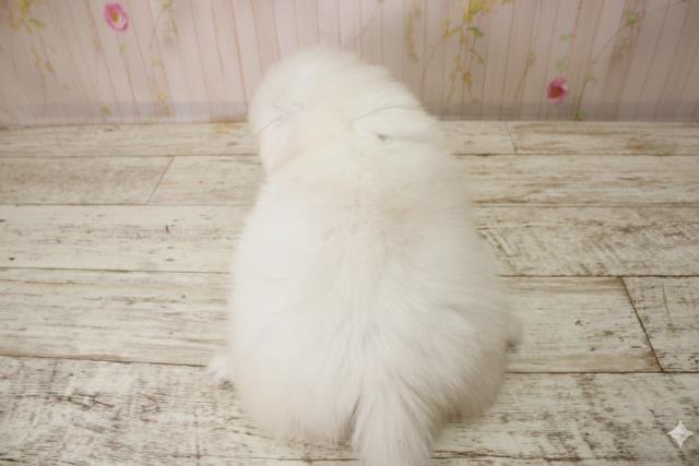 北海道のペキニーズ (Coo&RIKU札幌東店/2025年10月3日生まれ/男の子/ホワイト)の子犬の4枚目の画像