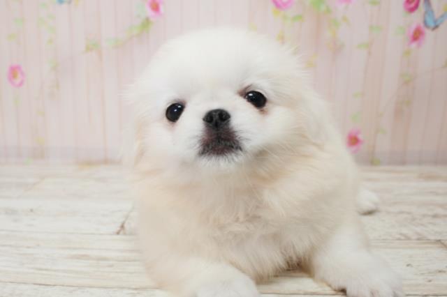 北海道のペキニーズ (Coo&RIKU岩見沢店/2025年10月3日生まれ/女の子/ホワイト)の子犬の1枚目の画像