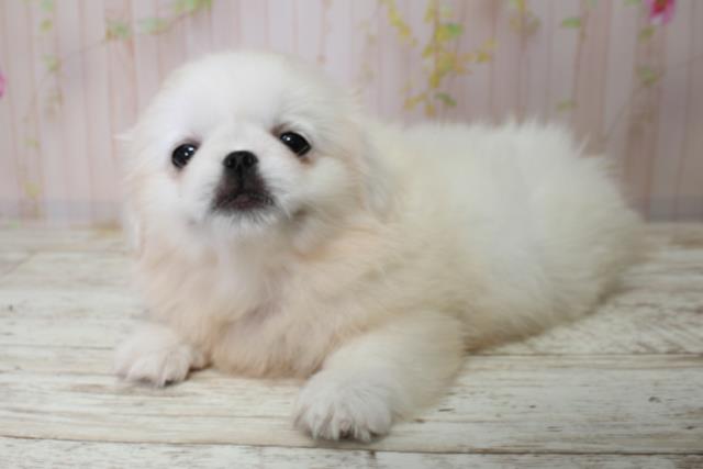 北海道のペキニーズ (Coo&RIKU岩見沢店/2025年10月3日生まれ/女の子/ホワイト)の子犬の2枚目の画像