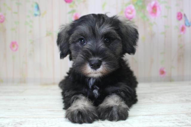 ミニチュア・シュナウザー