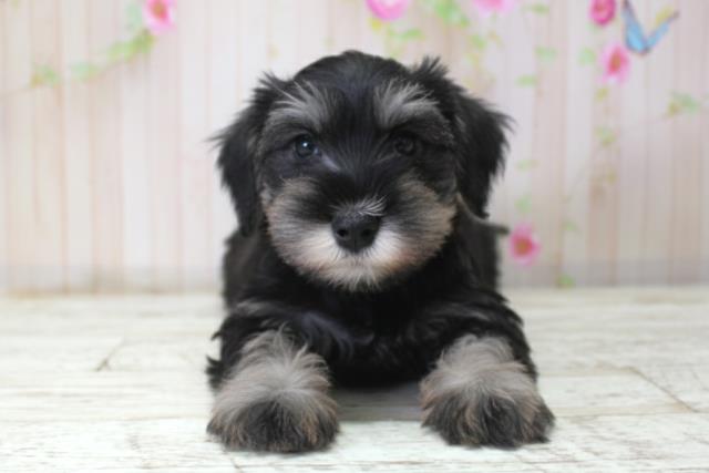 ミニチュア・シュナウザー