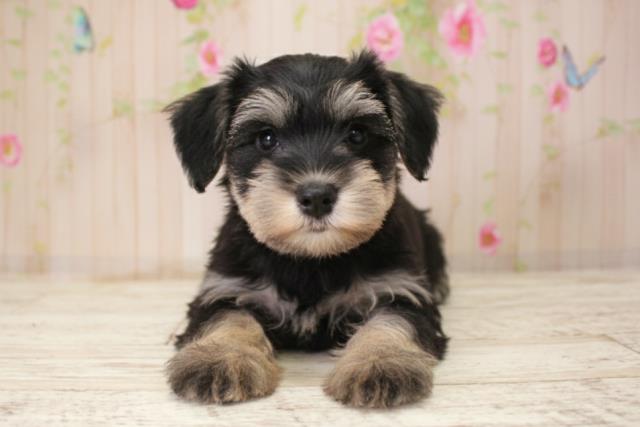 ミニチュア・シュナウザー