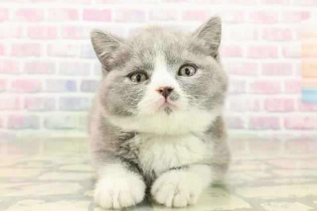 東京都のブリティッシュショートヘアー (Coo&RIKU大久保店/2025年10月2日生まれ/男の子/ブルーホワイト)の子猫の1枚目の画像