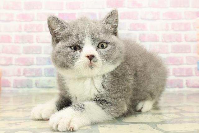 東京都のブリティッシュショートヘアー (Coo&RIKU大久保店/2025年10月2日生まれ/男の子/ブルーホワイト)の子猫の2枚目の画像