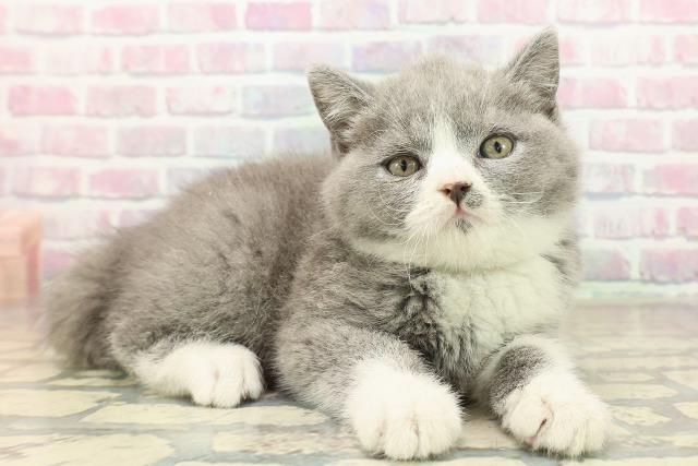 東京都のブリティッシュショートヘアー (Coo&RIKU大久保店/2025年10月2日生まれ/男の子/ブルーホワイト)の子猫の3枚目の画像