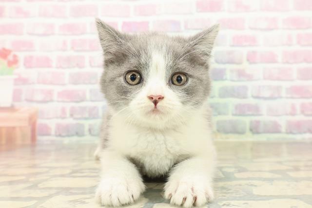 東京都のブリティッシュショートヘアー (Coo&RIKU広尾店/2025年10月2日生まれ/女の子/ブルーホワイト)の子猫