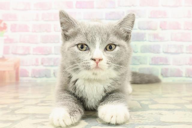 東京都のブリティッシュショートヘアー (Coo&RIKU阿佐ヶ谷店/2025年10月2日生まれ/女の子/ブルーホワイト)の子猫