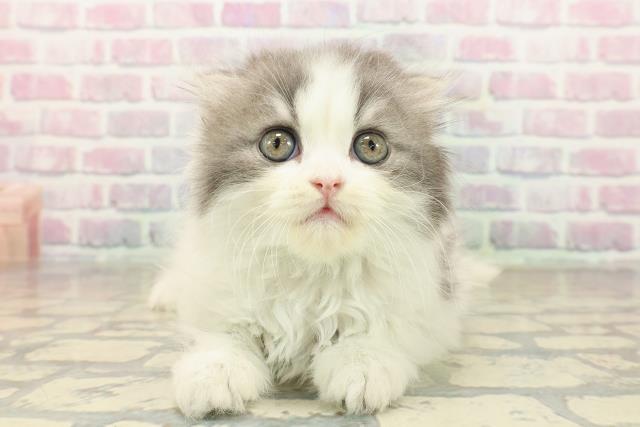 北海道のスコティッシュフォールド (Coo&RIKU函館店/2025年10月5日生まれ/男の子/シルバータビーホワイト)の子猫の1枚目の画像
