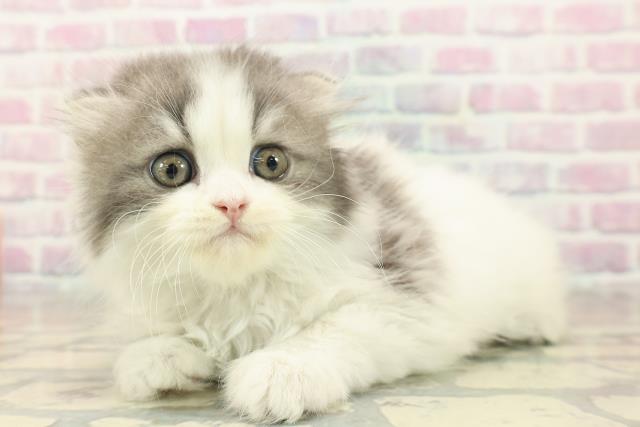 北海道のスコティッシュフォールド (Coo&RIKU函館店/2025年10月5日生まれ/男の子/シルバータビーホワイト)の子猫の2枚目の画像
