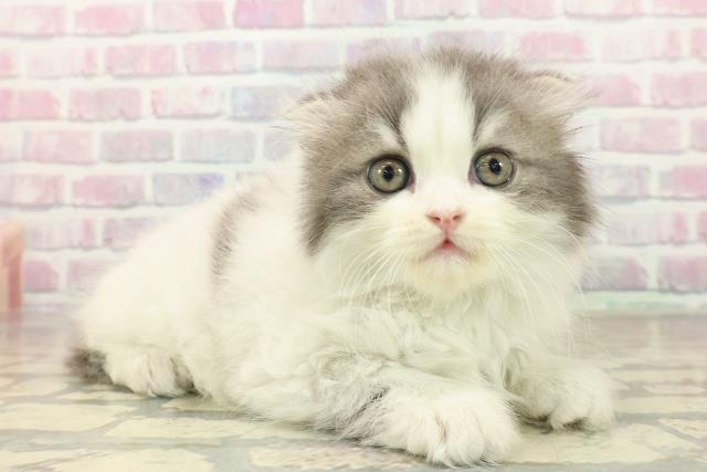 北海道のスコティッシュフォールド (Coo&RIKU函館店/2025年10月5日生まれ/男の子/シルバータビーホワイト)の子猫の3枚目の画像