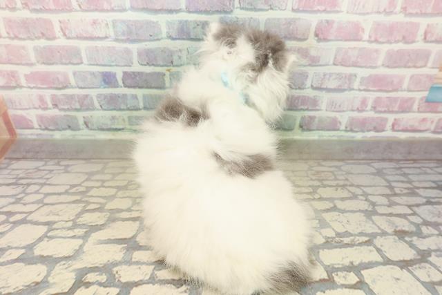 北海道のスコティッシュフォールド (Coo&RIKU函館店/2025年10月5日生まれ/男の子/シルバータビーホワイト)の子猫の4枚目の画像