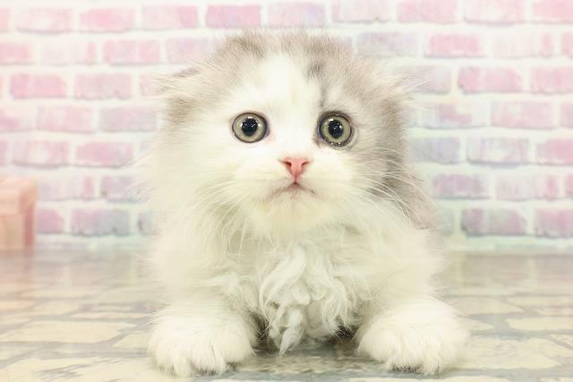 山形県のスコティッシュフォールド (Coo&RIKUイオンタウン酒田店/2025年10月5日生まれ/男の子/シルバータビーホワイト)の子猫の1枚目の画像