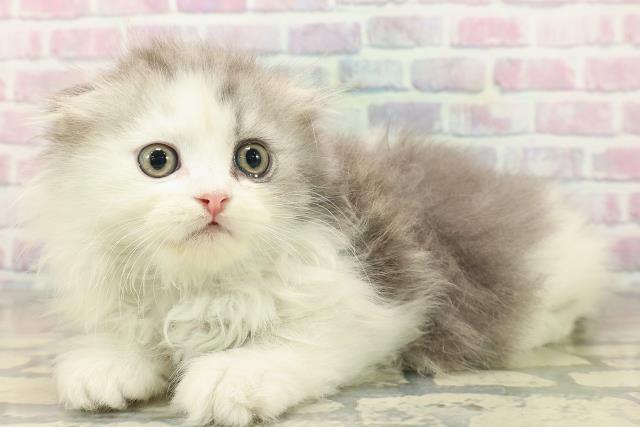 山形県のスコティッシュフォールド (Coo&RIKUイオンタウン酒田店/2025年10月5日生まれ/男の子/シルバータビーホワイト)の子猫の2枚目の画像